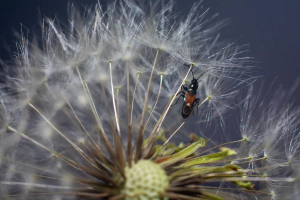 Kabarık Beyaz Karahindiba Üzerinde Böcek Var — Stok fotoğraf