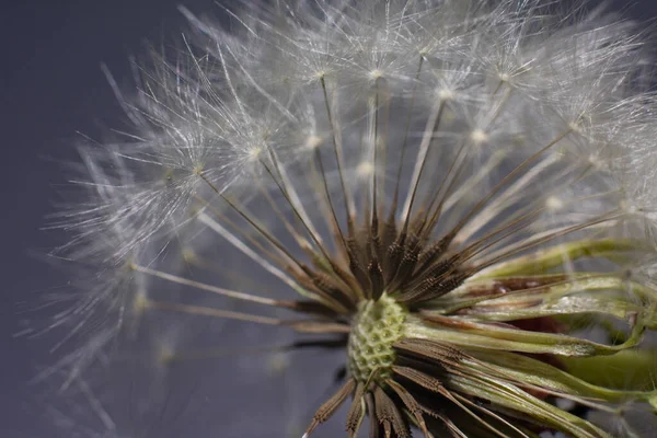 Fofo Branco Dandelion Close Macro — Fotografia de Stock