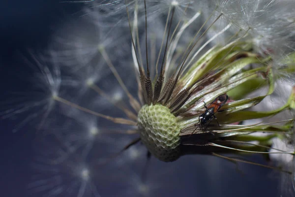 Brouk Hmyzu Nadýchané Bílé Pampelišky Zblízka — Stock fotografie