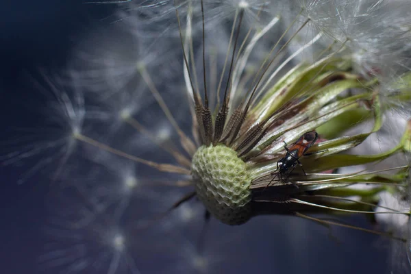 Insektenkäfer Auf Einem Flauschigen Weißen Löwenzahn Nahaufnahme — Stockfoto