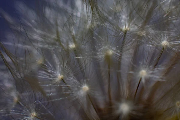 Fofo Branco Dandelion Close Macro — Fotografia de Stock