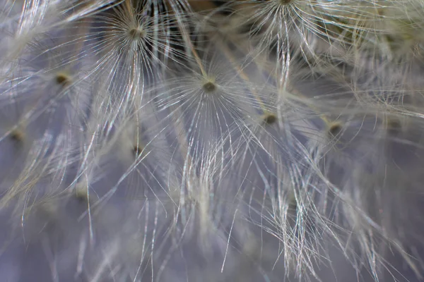 Fluffig Vit Maskros Närbild Makro — Stockfoto