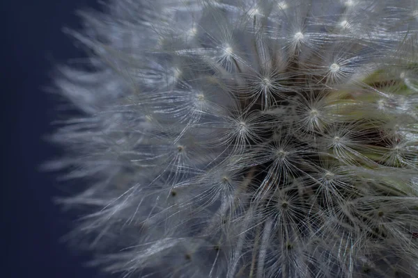 Flauschige Weiße Löwenzahn Nahaufnahme Makro — Stockfoto