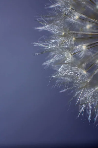 Flauschige Weiße Löwenzahn Nahaufnahme Makro — Stockfoto