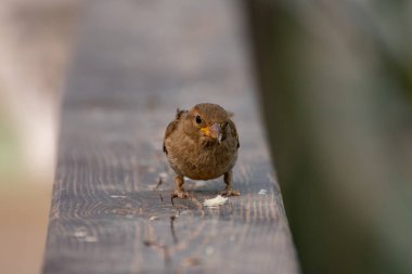 Kahverengi serçe tırabzanda oturuyor ve kameraya bakıyor.