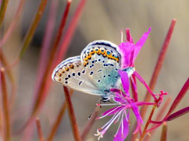 Işık kelebeği İvan çay çiçeğinin üzerine oturur. Yakın plan.
