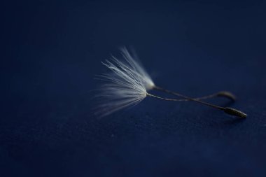 Tüylü karahindiba tohumları gri arka planda yatıyor