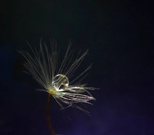 Semente Dente Leão Macia Com Uma Gota Água Fundo Preto — Fotografia de Stock