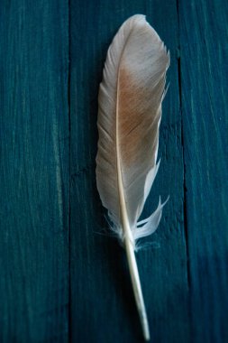 Mavi ahşap arka planda beyaz kuş tüyü