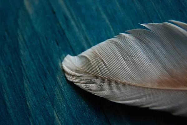 Plume Oiseau Blanc Brun Sur Fond Bois Bleu Gros Plan — Photo