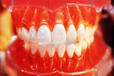 Dişleri olan plastik çene. Dişçi için örnek. Yakın plan..