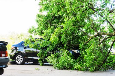 Kasırga sırasında arabanın üzerine düşen ağaç. Arabayla kırılmış. Kasırgadan sonra şehir