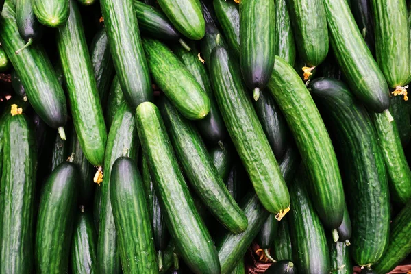 Cucumbers Counter Store Harvest Cucumbers Farm Bed — Stock Photo, Image