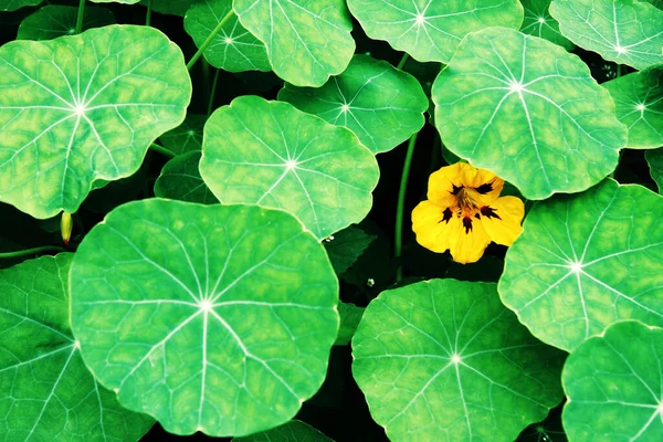 Жовта Квітка Великому Зеленому Листі — стокове фото
