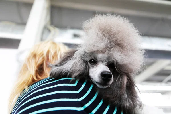 美しい髪型のプール 愛人の肩に犬 — ストック写真