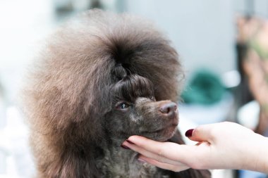 Kuafördeki kahverengi kaniş. Güzellik salonunda bir köpeğin portresi.