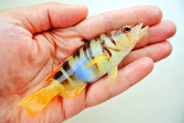 Sea Fishing Little Sea Fish Fisherman Hand — Stock Photo, Image