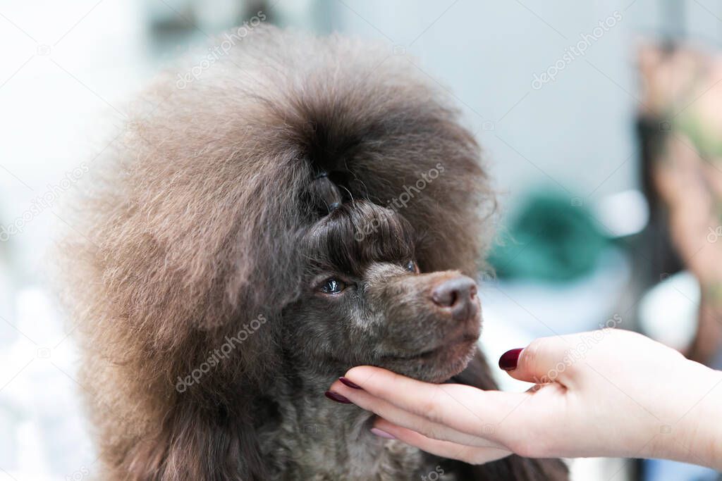 Brown poodle at the hairdresser. Portrait of a dog in a beauty salon