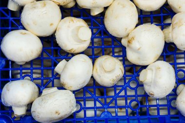 Şampiyon mantarları. Yakın plan.