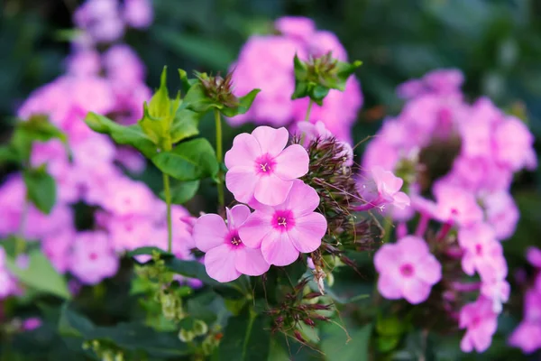 Fleurs Violettes Dans Jardin Gros Plan — Photo
