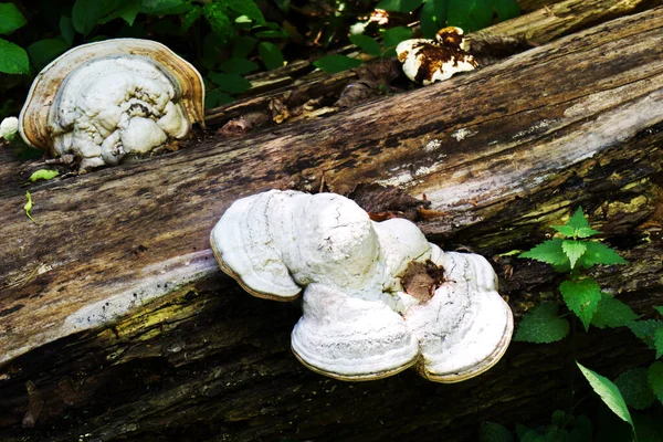 Boomschimmel Witte Paddestoelen Groeien Een Omgevallen Boomstam — Stockfoto