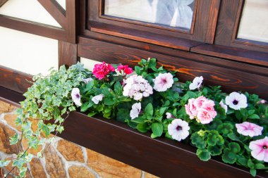 Pencere pervazında çiçek açmış. Bir evin penceresinde çiçek kutusu.