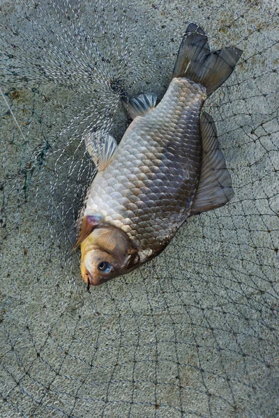 魚の鯉を捕まえた 釣竿で淡水池で釣り 今年の夏時間 上からの眺め — ストック写真