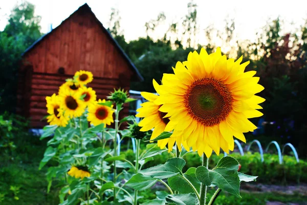 Yellow Sunflowers Background Wooden House Rural Scene Saturated Colors — Stock Photo, Image