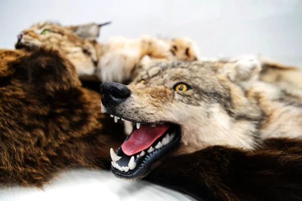 Het Hoofd Van Een Wilde Wolf Wordt Gedood Door Een — Stockfoto