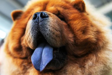 Chow chow. Büyük köpek yüzlü, mor dilli. Bir hayvanın yakın plan portresi.