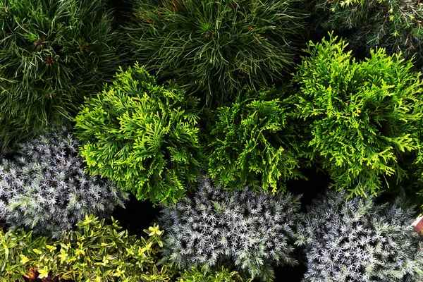 Seedlings Coniferous Plants Beautiful Natural Background View — Stock Photo, Image