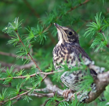 Dal karaçam, ardıç, piliç fledglings. Genç ökse ardıç kuşu maskeleme için durdu. Rusya