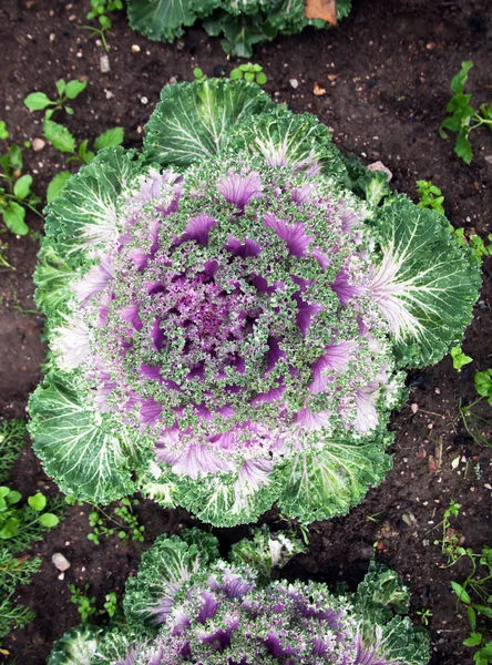 Head decorative color cabbage on the background of the soil. The view from the top.