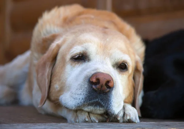 Der Kopf Eines Liegenden Labradors Blassgelbe Farbe Nahaufnahme Des Kopfes — Stockfoto