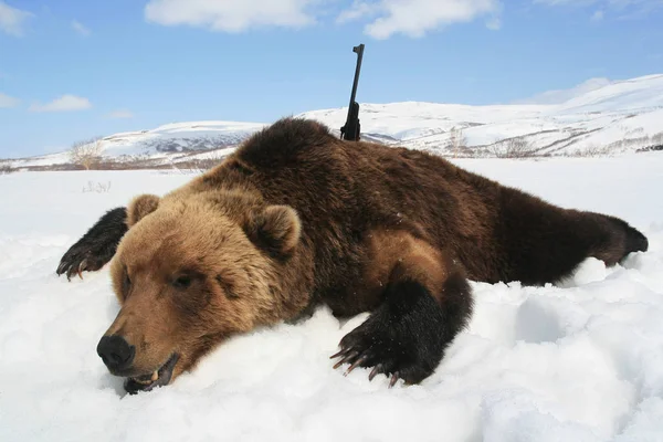 Trophée Kamchatka Ours Brun Avec Fusil Après Chasse Printemps Chasse — Photo