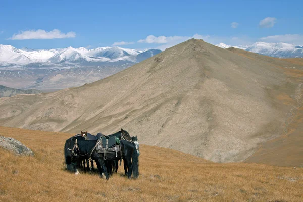Üç ata biniciler dağlarda olmadan ayakta. Tien Shan Kırgızistan dağlarında bir yamaçta Park atlar. 
