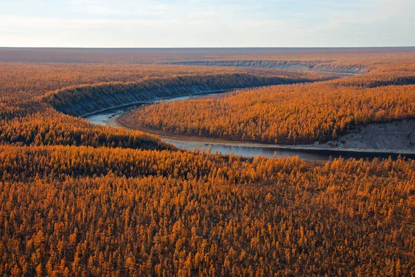 Herfst Lariks Taiga Bedding Van Siberische Rivier Bos Rivier Regio — Stockfoto