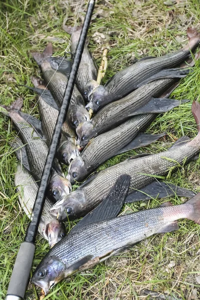 Grayling fish and rod on the grass. — Stock Photo, Image