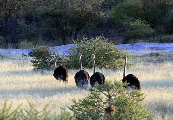 Ostriches are moving along the savannah — Stock Photo, Image
