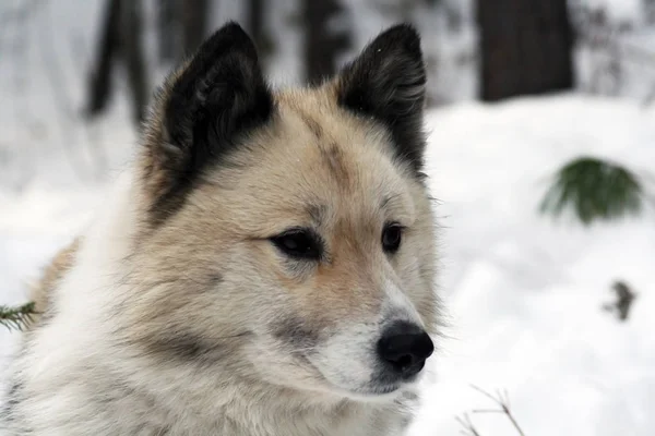Cane Caccia Siberiano Laika Siberia Russia — Foto Stock