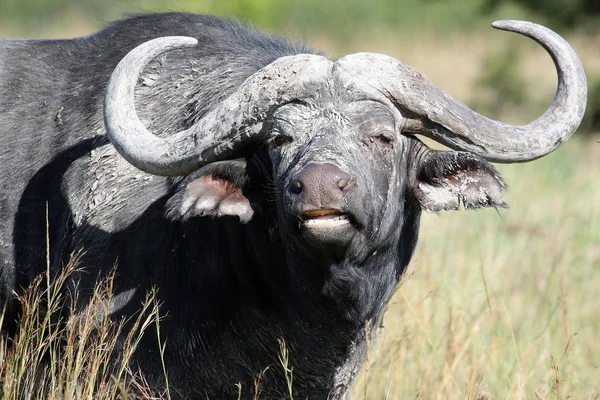 Cape Buffalo Syncerus Caffer Eastern Cape Южная Африка — стоковое фото