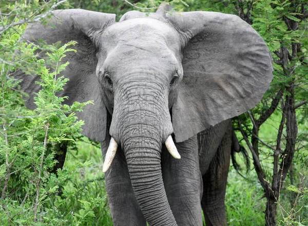 Elefante Camina Través Matorral Acacia Salvaje Sabana Elefante Africano Alimenta — Foto de Stock
