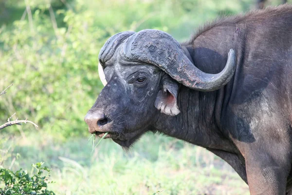 Velho Touro Cabo Buffalo Mastiga Erva Buffalo Africano Selvagem Pastando — Fotografia de Stock