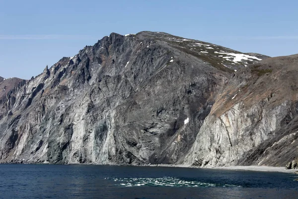 Northern white Beluga whales migrate along rocky coasts. Group of white toothed whales from the narwhal family moves in the coastal waters of the sea of Okhotsk.