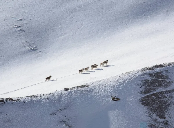 Skupina Horských Ovcí Šplhá Svahu Hory Muž Argali Berani Vylézt — Stock fotografie