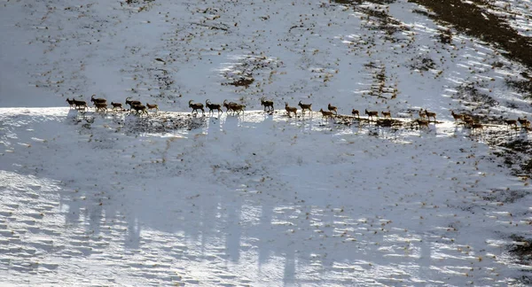 Langs Bergkam Trekt Een Kudde Steenbokken Berggeiten Een Groep Midden — Stockfoto