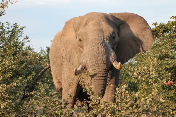 Elefante Africano Con Colmillos Atraviesa Los Arbustos Acacia Gran Elefante — Foto de Stock