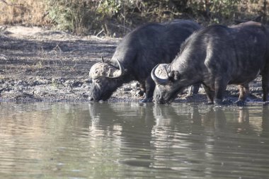 Öğleden sonra bir su birikintisinde iki yaşlı siyah boğa. Büyük boynuzlu iki erkek Afrika bufalosu doğal bir rezervuardan su içiyorlar.. 