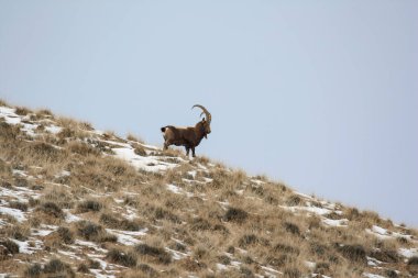 Siberian ibex stands on a mountain slope against the sky. A young mountain goat looks down curiously.  clipart