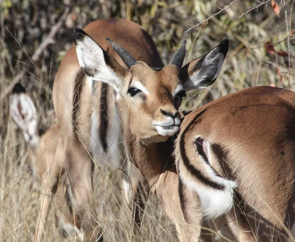 Een Jonge Mannelijke Impala Antilope Strekt Zijn Snuit Tot Aan — Stockfoto